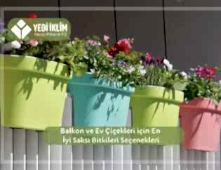 Balkon ve Ev Çiçekleri için En İyi Saksı Bitkileri Seçenekleri
