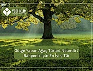 Gölge Yapan Ağaç Türleri Nelerdir ?