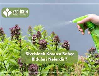 Sivri Sinek Kovucu Bahçe Bitkileri Nelerdir ?