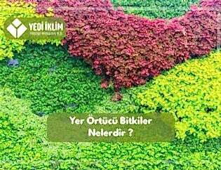 Yer Örtücü Bitiler Nelerdir