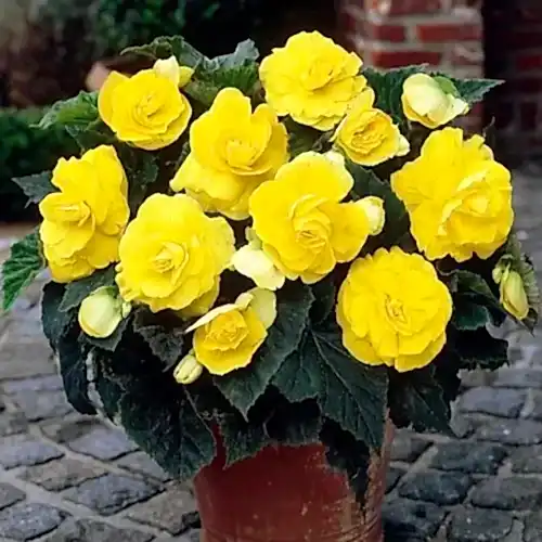 Begonya